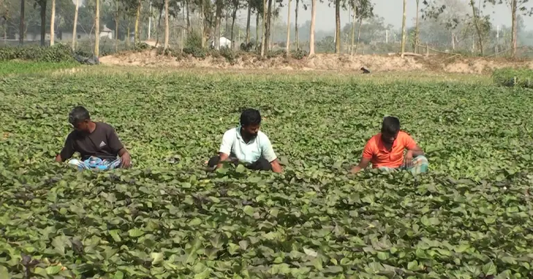 মিষ্টি আলু খেত